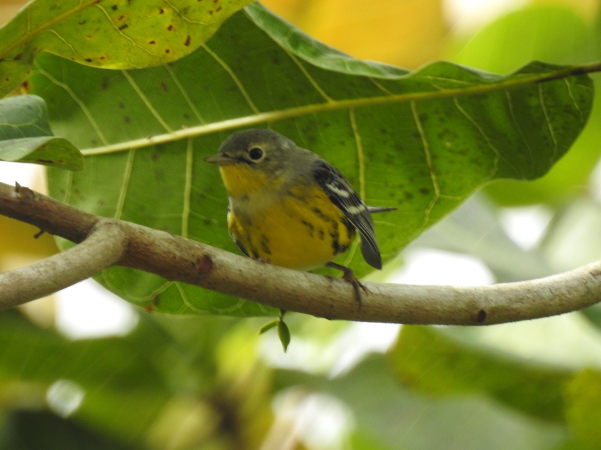 Magnolia Warbler - ML618018917