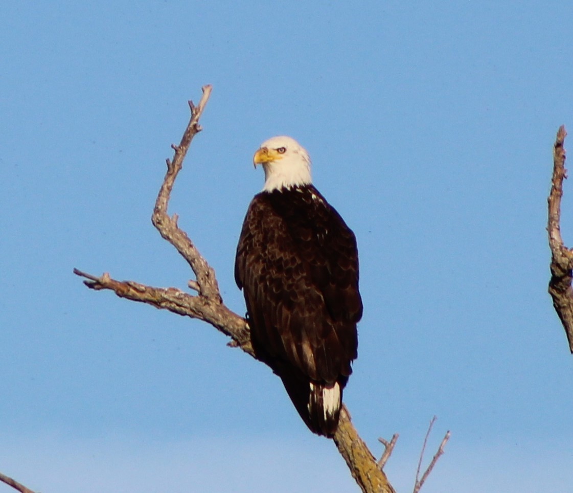 Bald Eagle - Dack Burnett