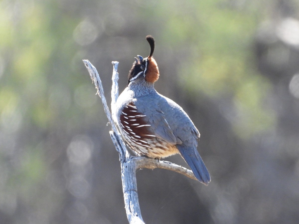 Gambel's Quail - ML618019040