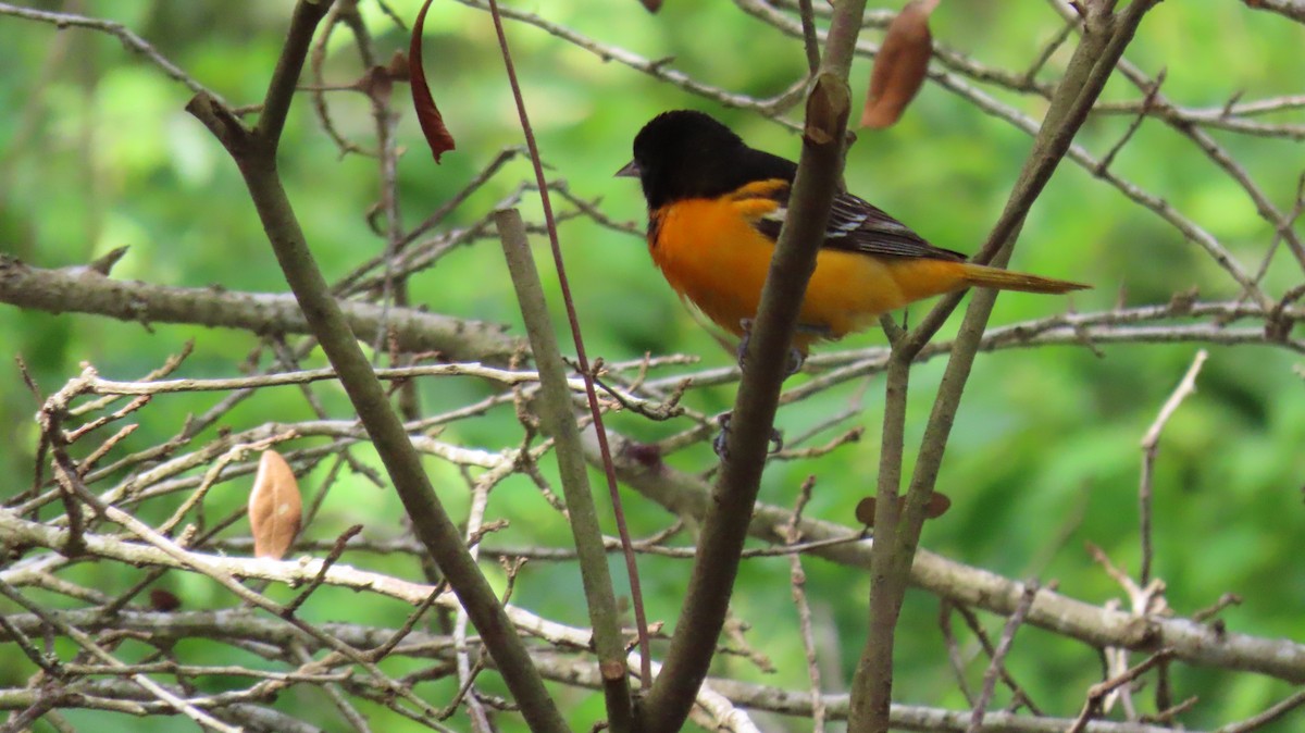 Orchard Oriole - Carol Bell