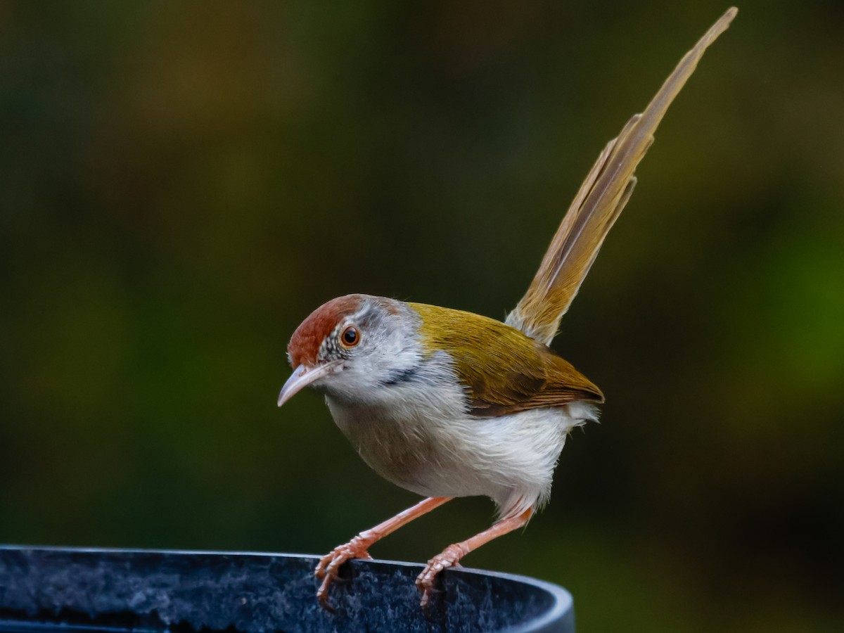 Common Tailorbird - Vikram S