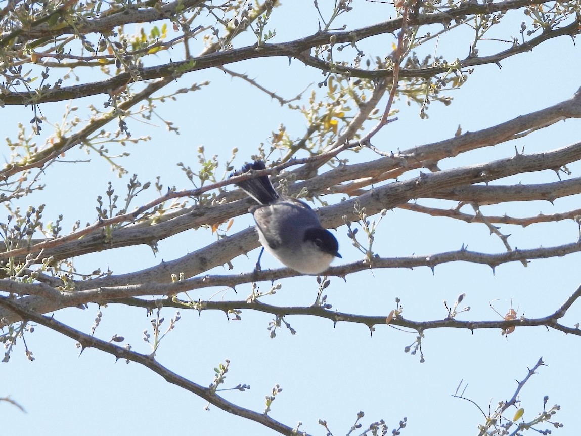 Black-tailed Gnatcatcher - ML618019049