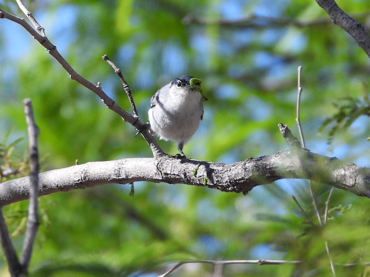 Black-tailed Gnatcatcher - ML618019050