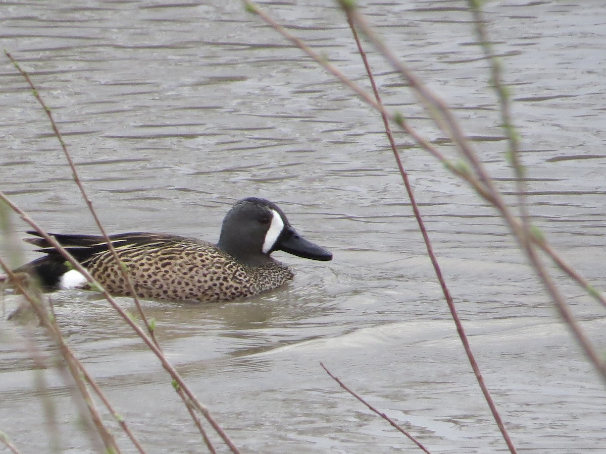 Blue-winged Teal - ML618019051