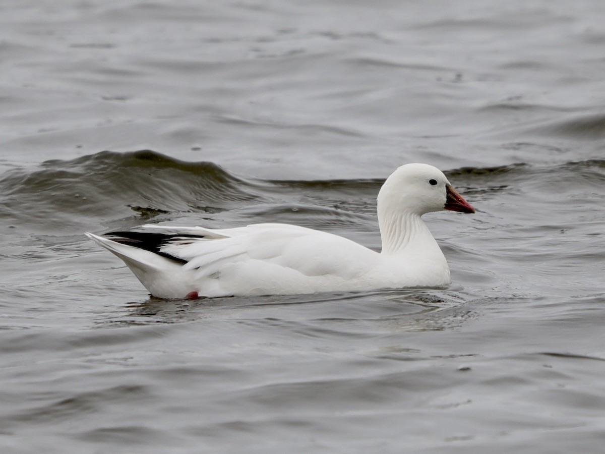 Ross's Goose - ML618019052