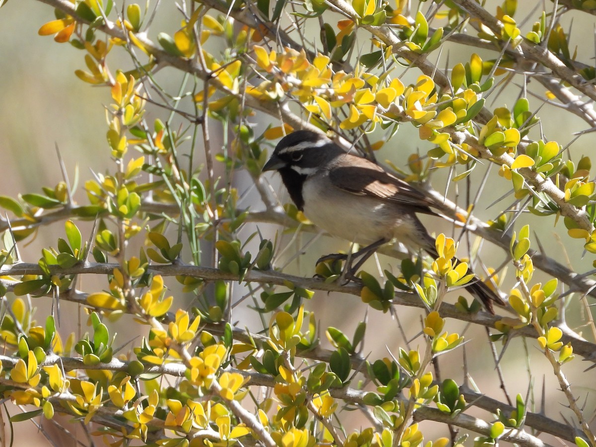 Black-throated Sparrow - ML618019063