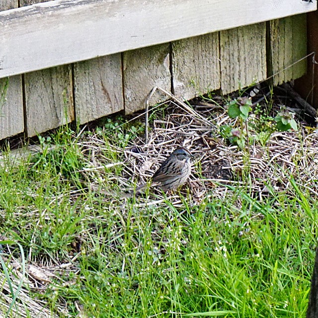 Lincoln's Sparrow - ML618019091