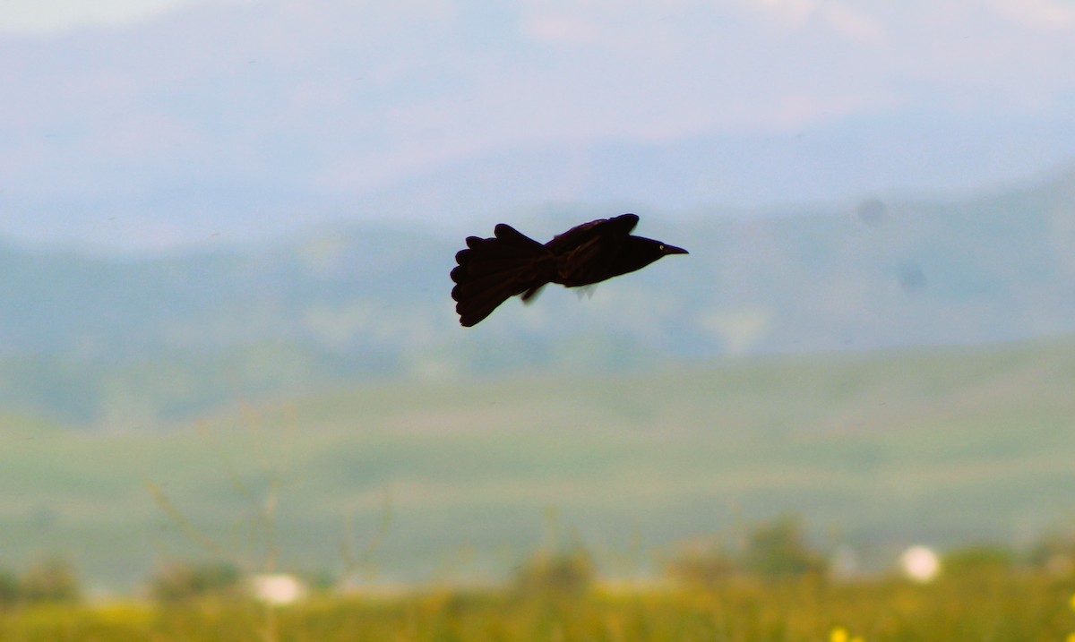 Great-tailed Grackle - Dack Burnett