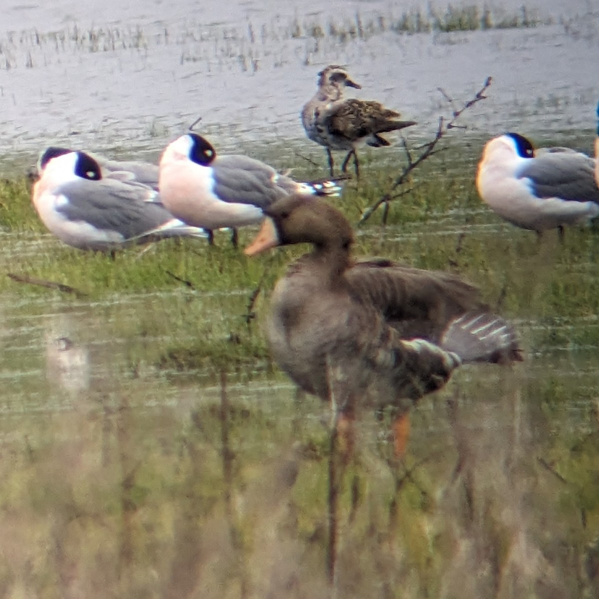 Greater White-fronted Goose - ML618019115