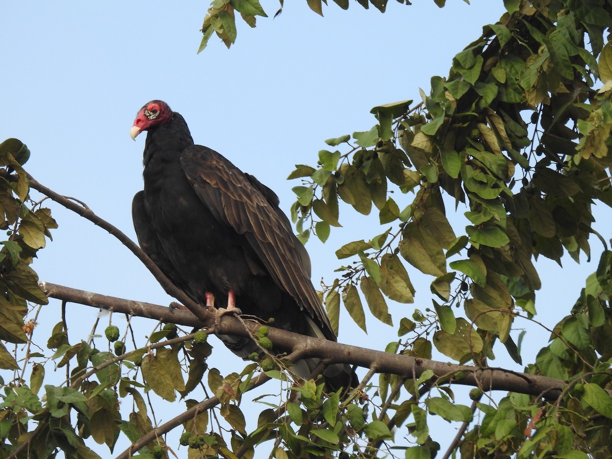 Turkey Vulture - Marco Costa