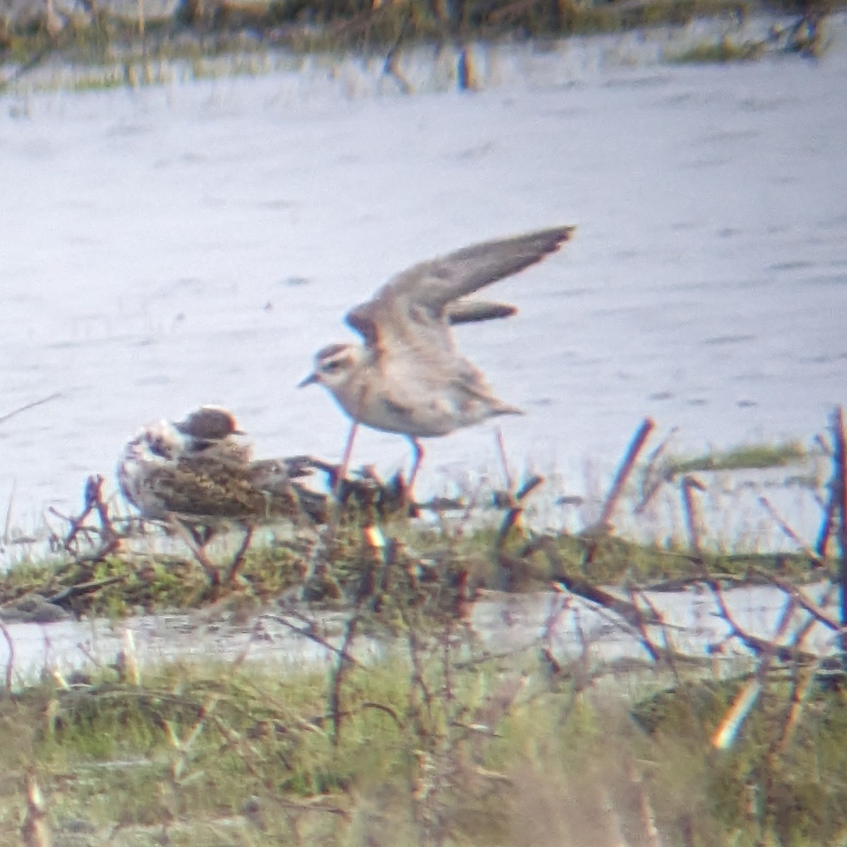 American Golden-Plover - ML618019123