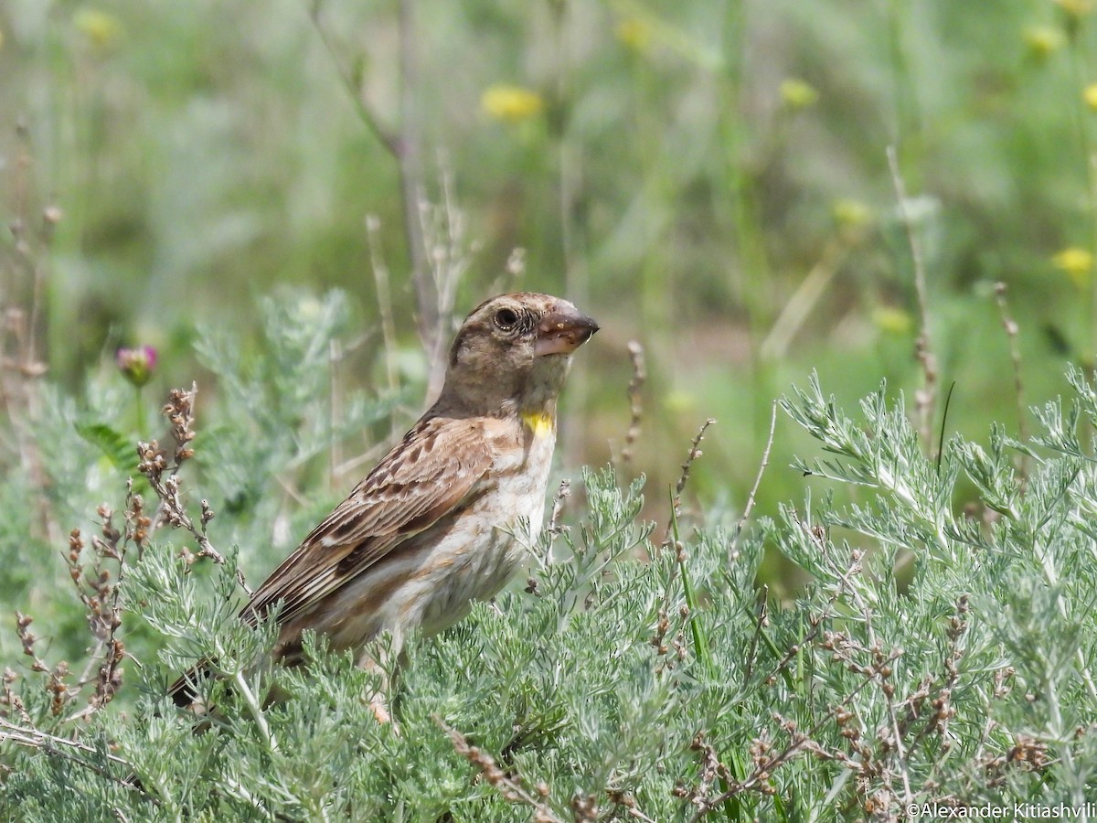 Rock Sparrow - Alexander Kitiashvili