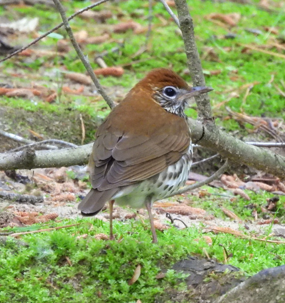 Wood Thrush - ML618019131