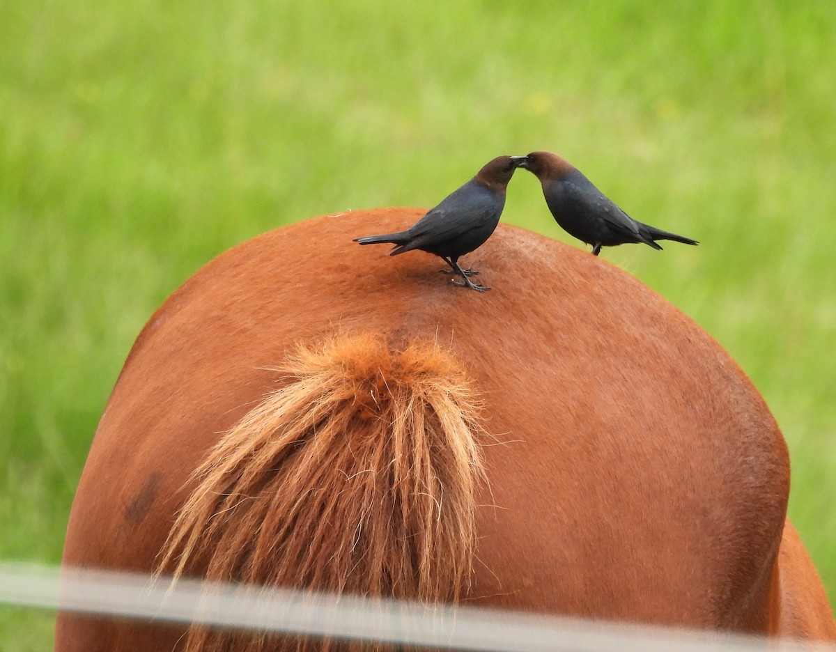 Brown-headed Cowbird - ML618019137