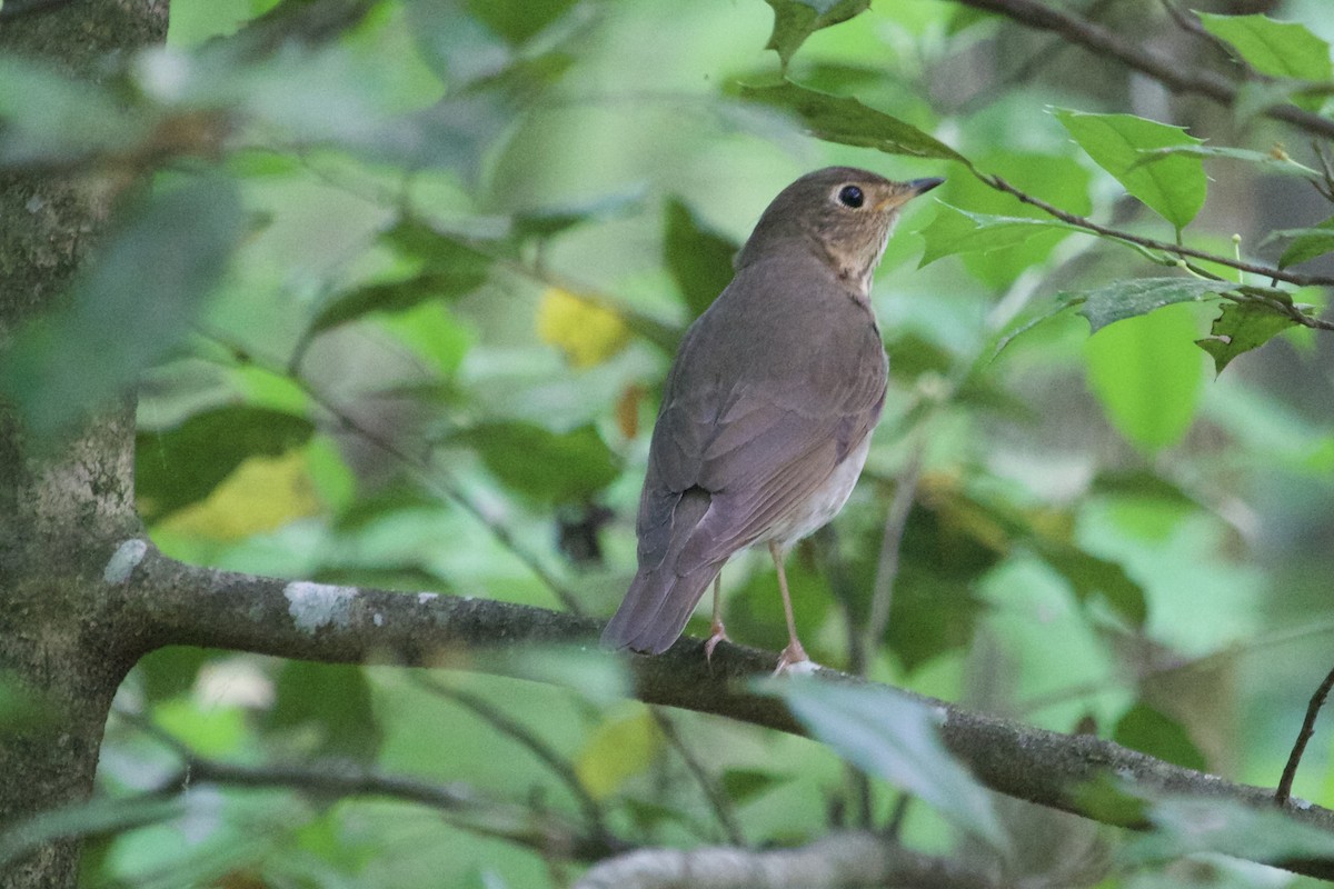 Swainson's Thrush - ML618019141