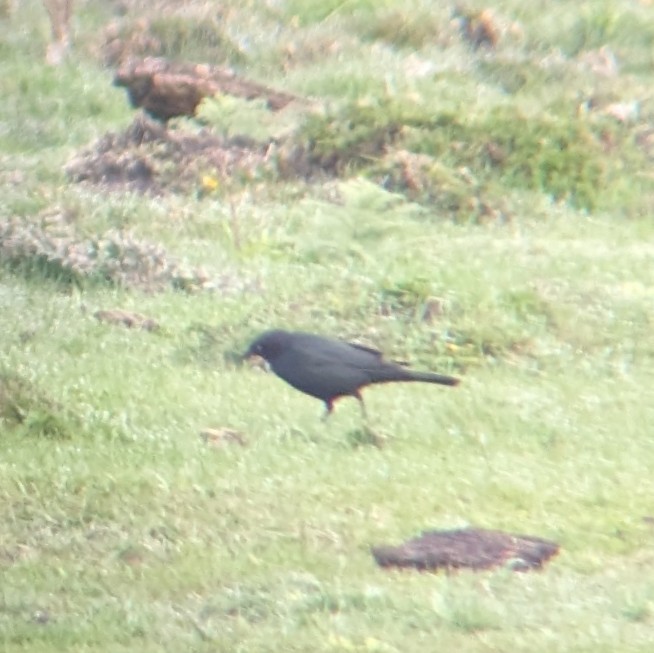 Brewer's Blackbird - ML618019143