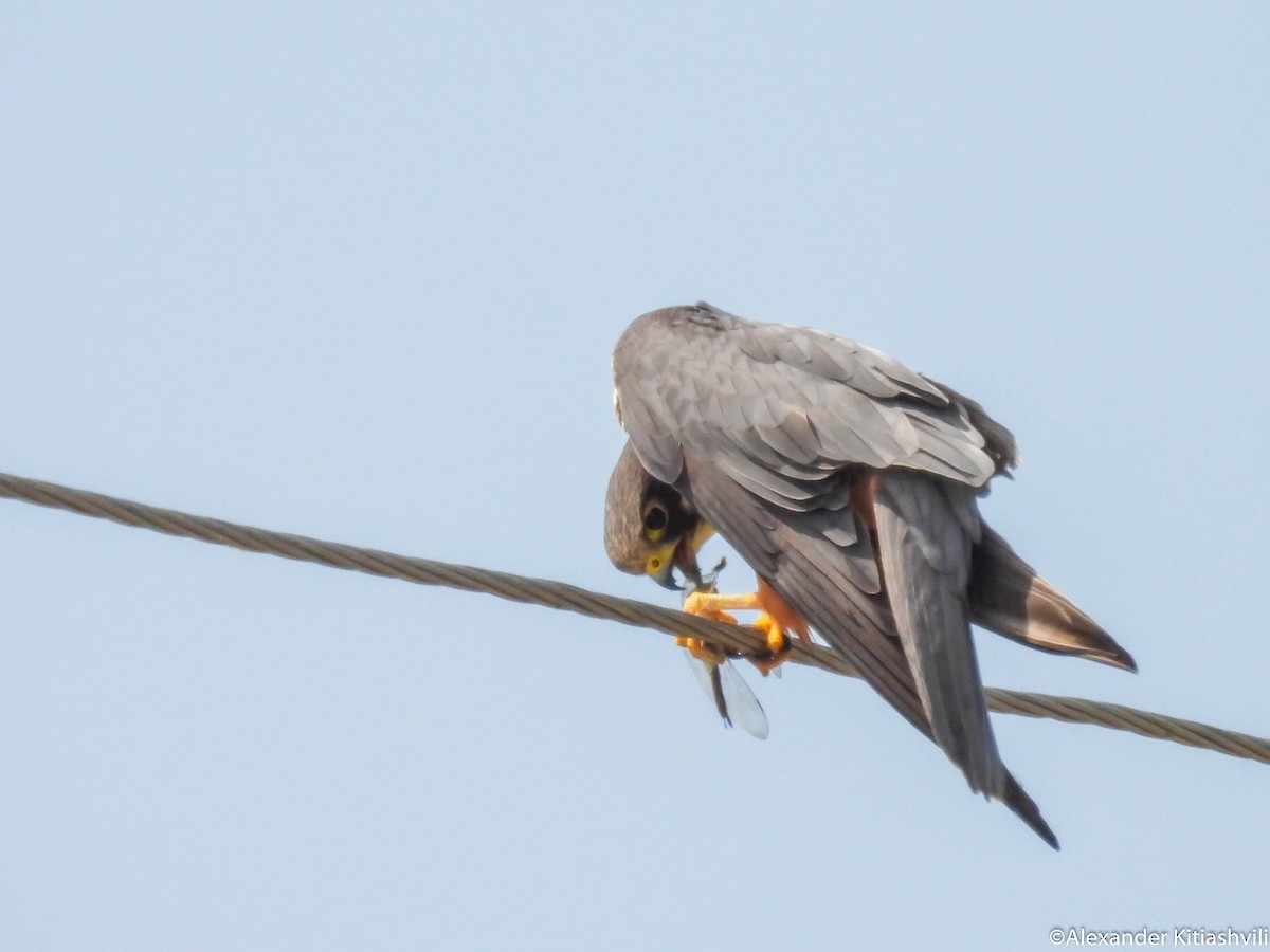 Eurasian Hobby - ML618019153