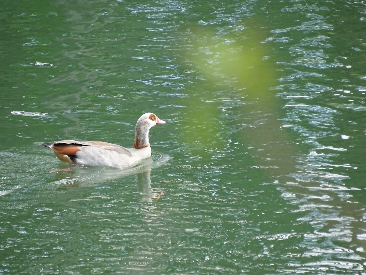 Egyptian Goose - Matteo Andresen