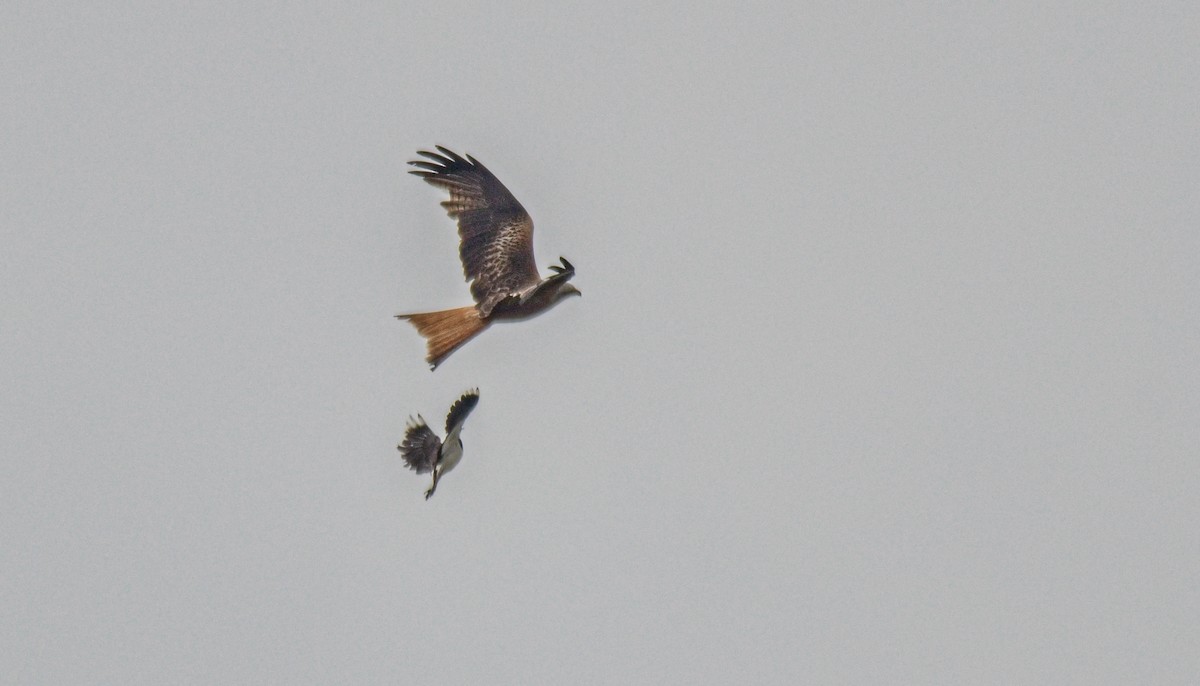 Red Kite - František Straka