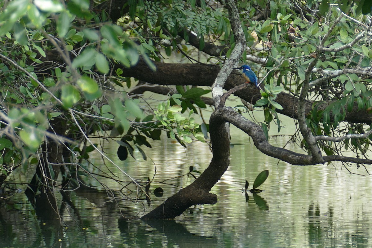 Half-collared Kingfisher - ML618019171