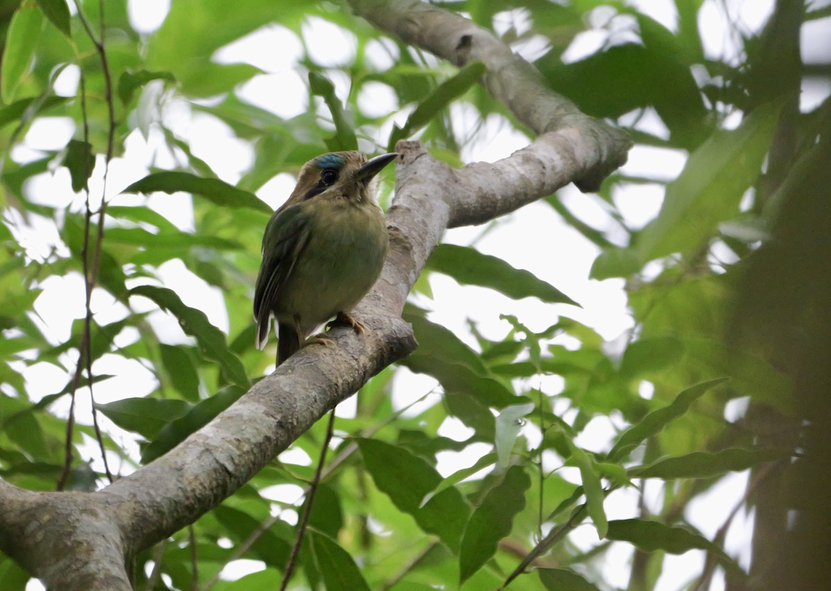 Zwergmotmot - ML618019178