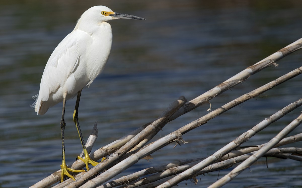 Snowy Egret - ML618019185