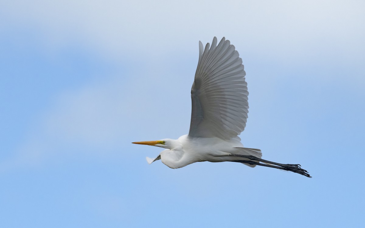Great Egret - ML618019188