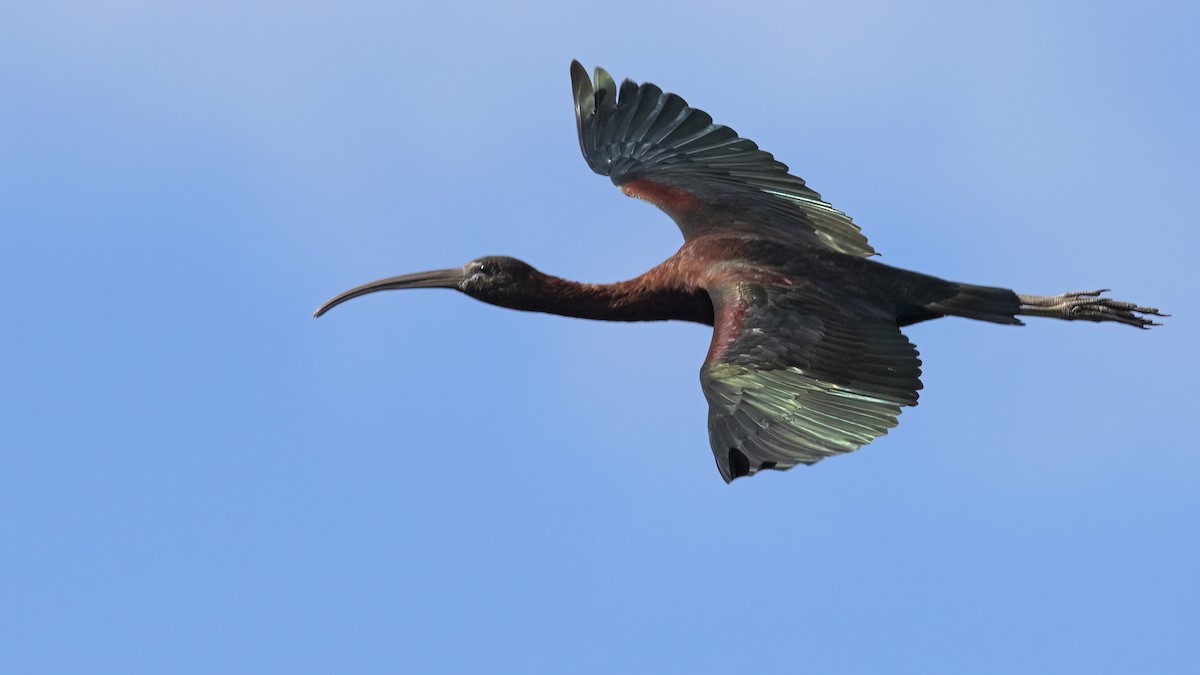 Glossy Ibis - Tim White