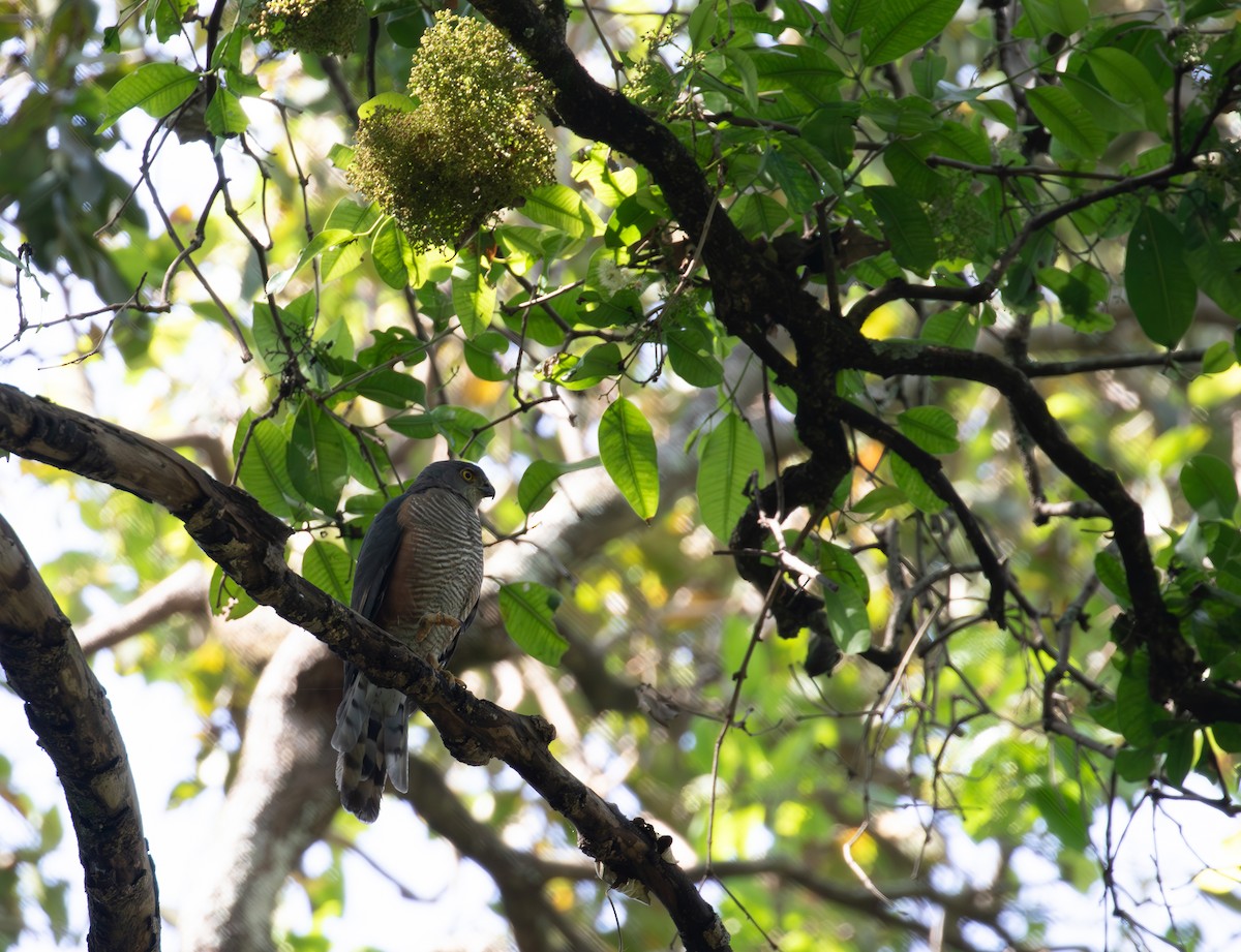 African Goshawk (Ethiopian) - ML618019194