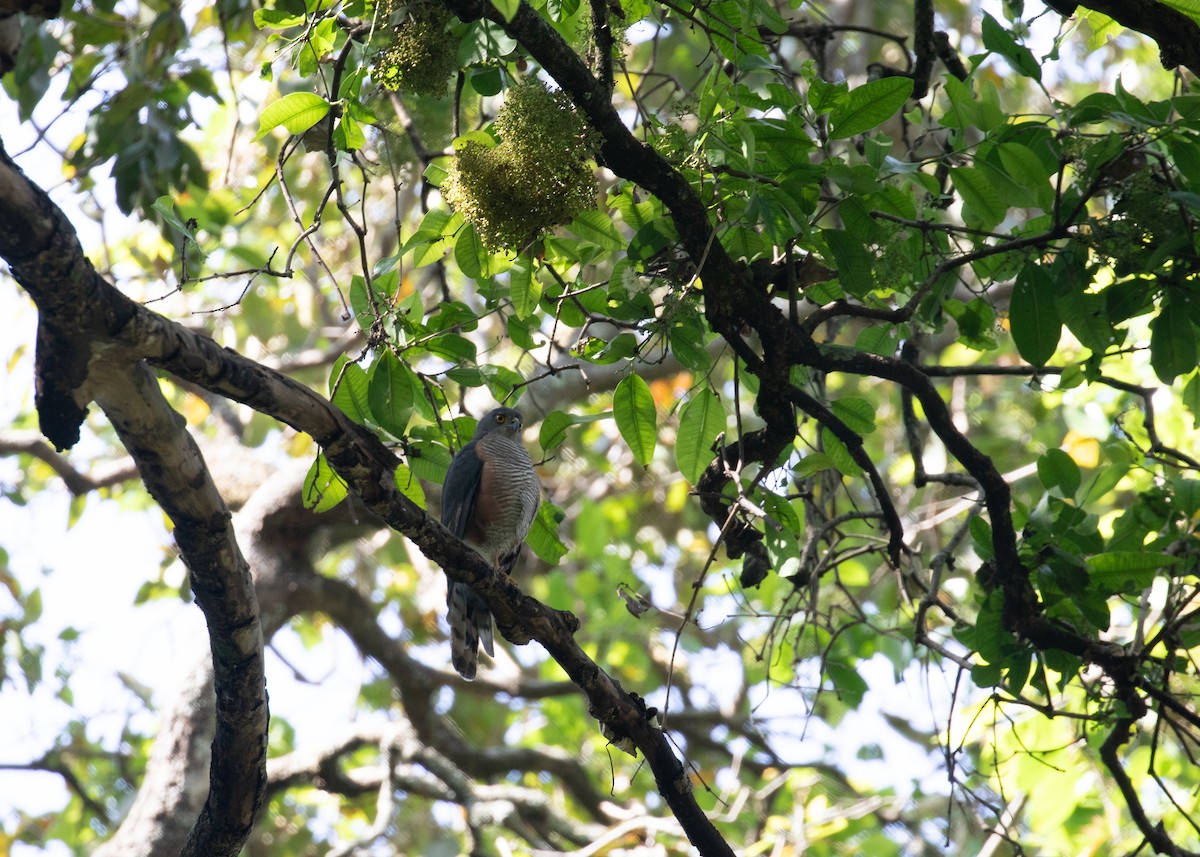 African Goshawk (Ethiopian) - ML618019195