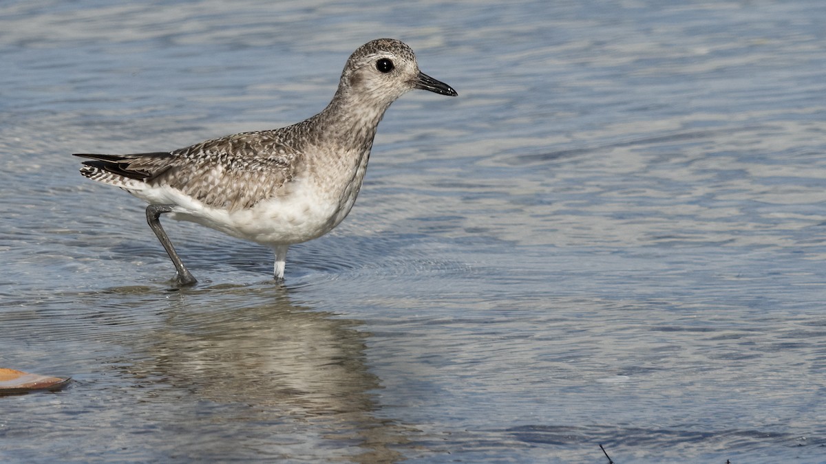 Black-bellied Plover - ML618019249