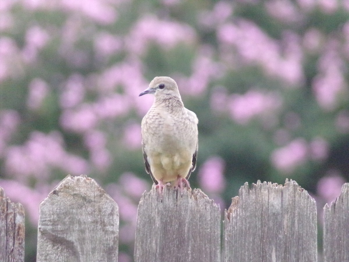 Mourning Dove - Texas Bird Family