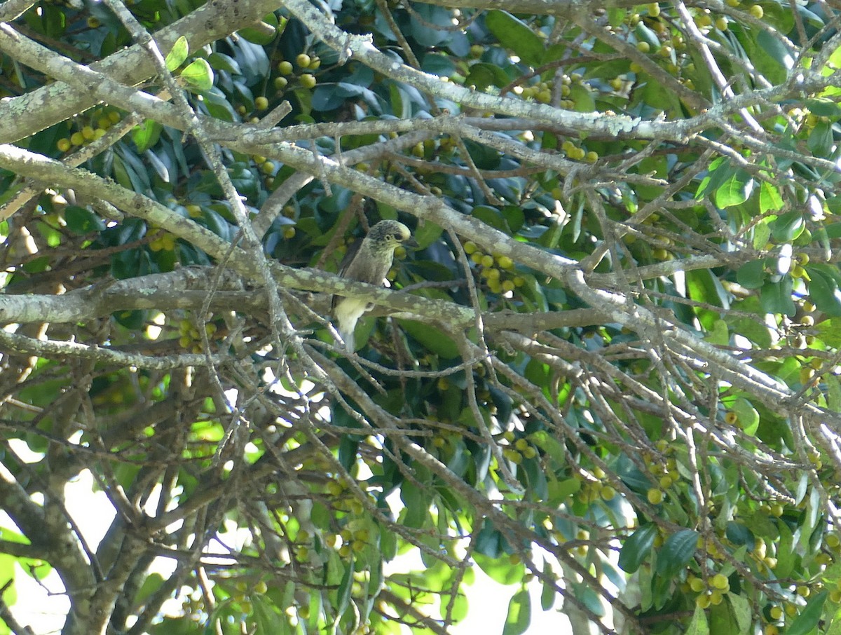 Anchieta's Barbet - ML618019267