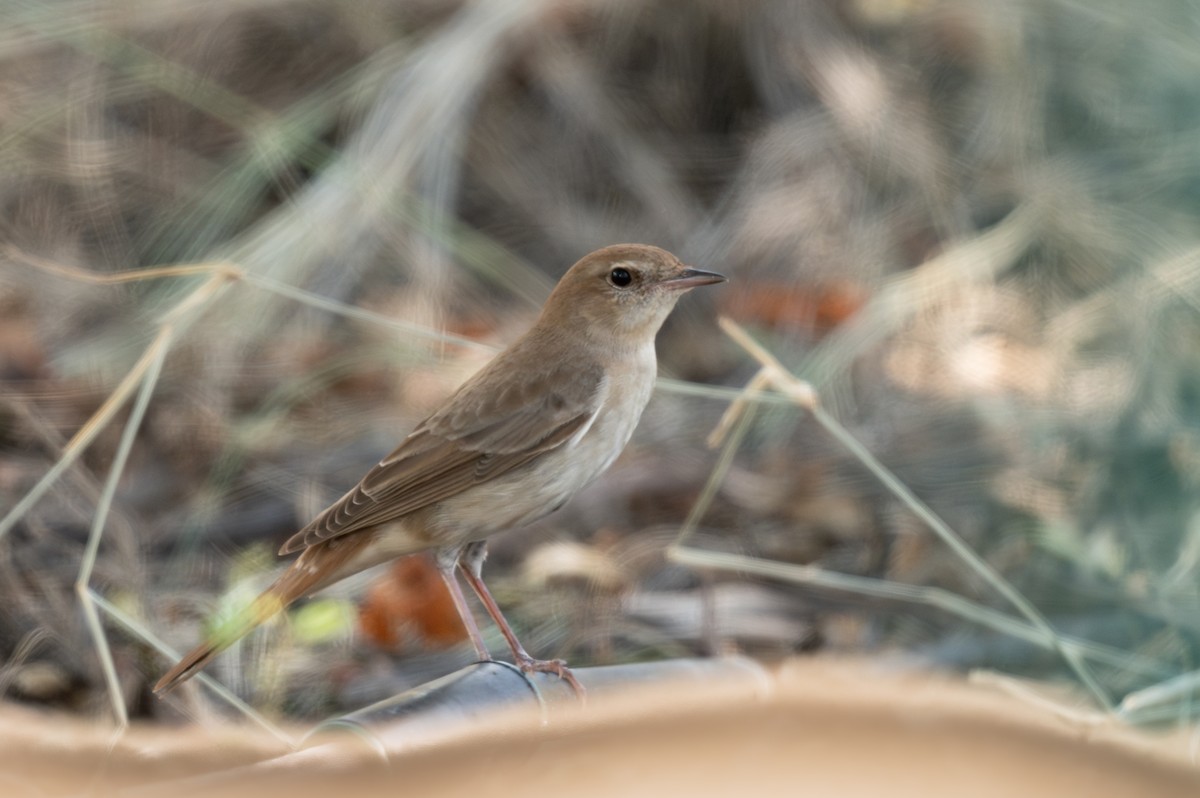 Common Nightingale (golzii) - ML618019271