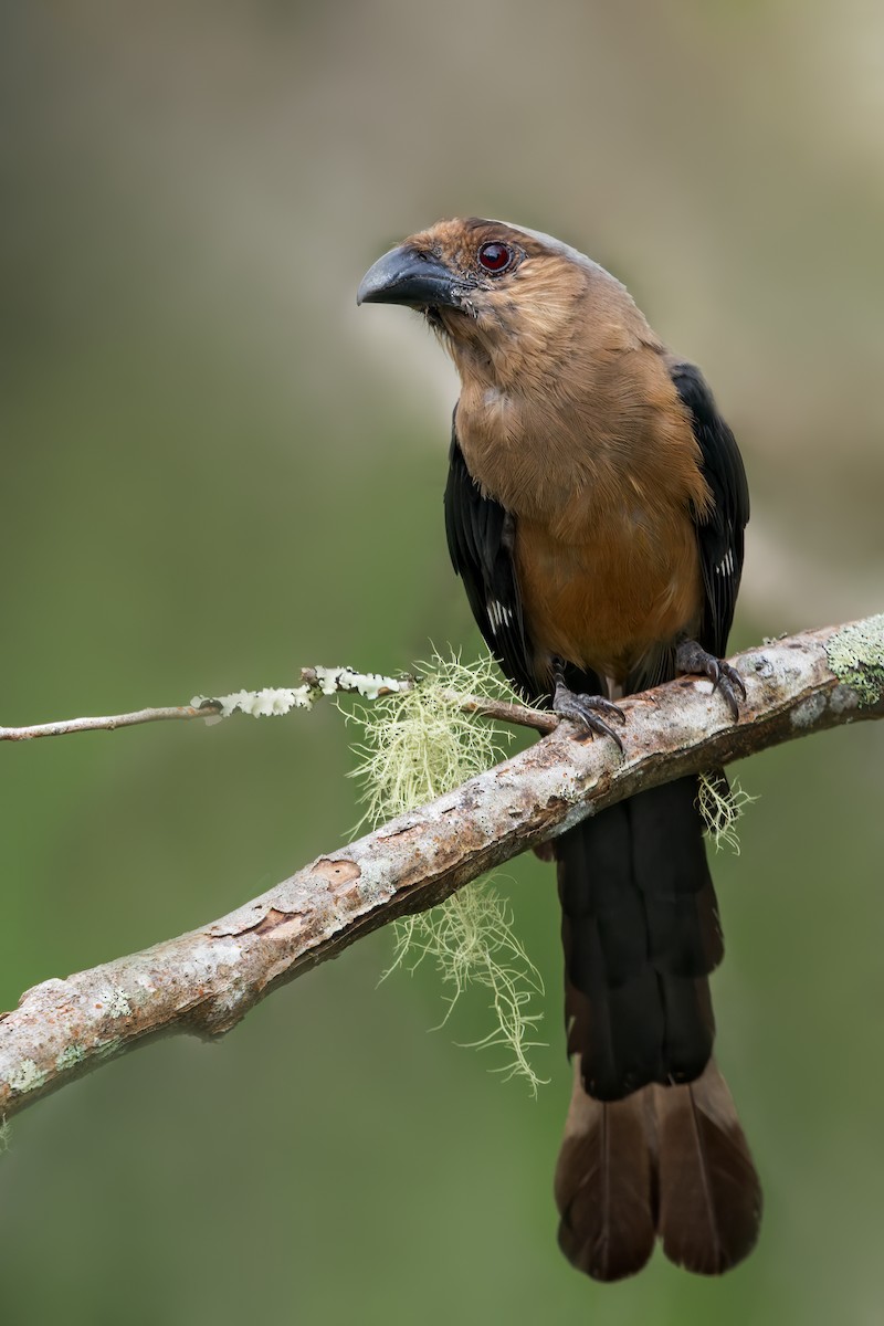 Bornean Treepie - ML618019290