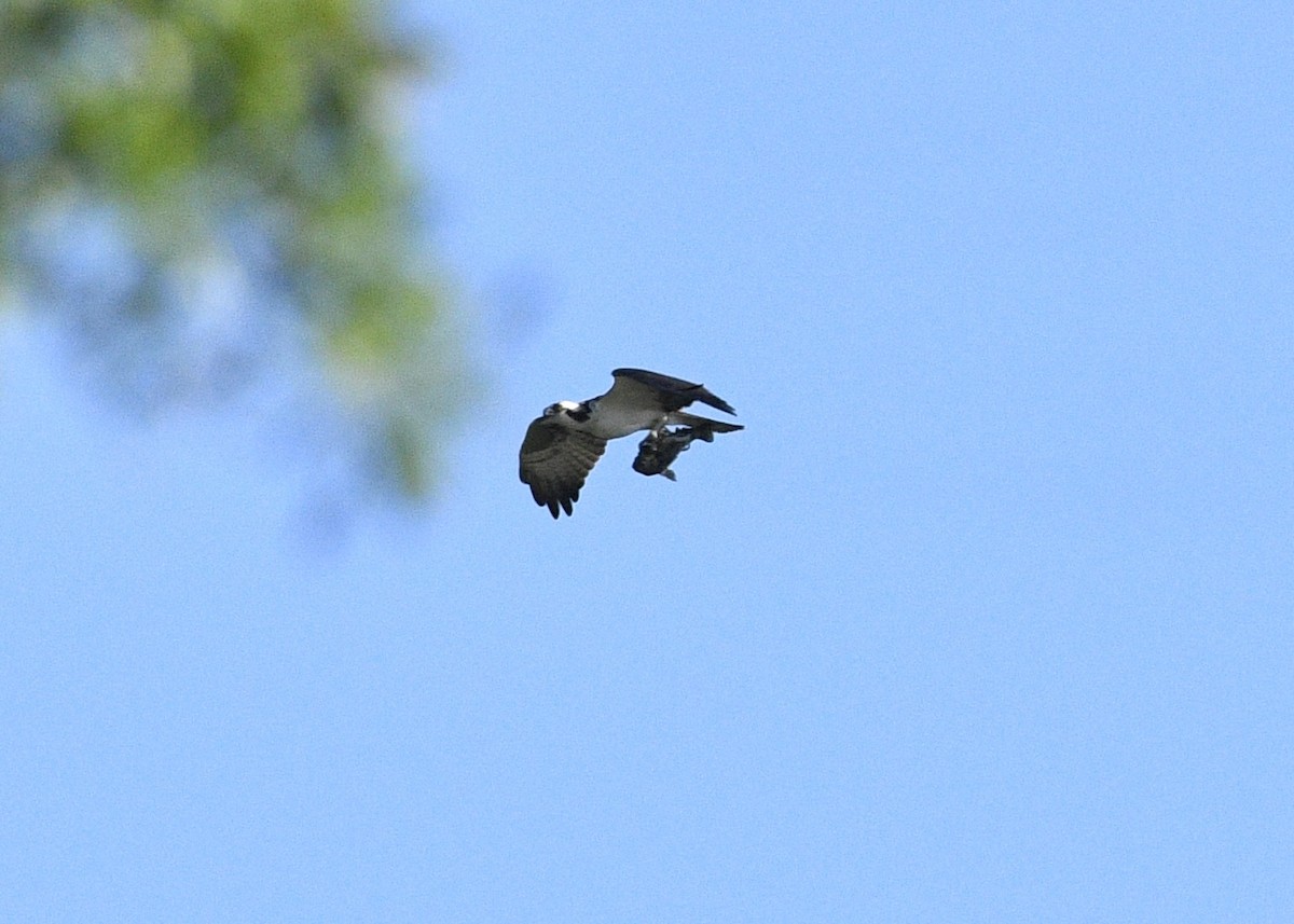 Balbuzard pêcheur - ML618019292