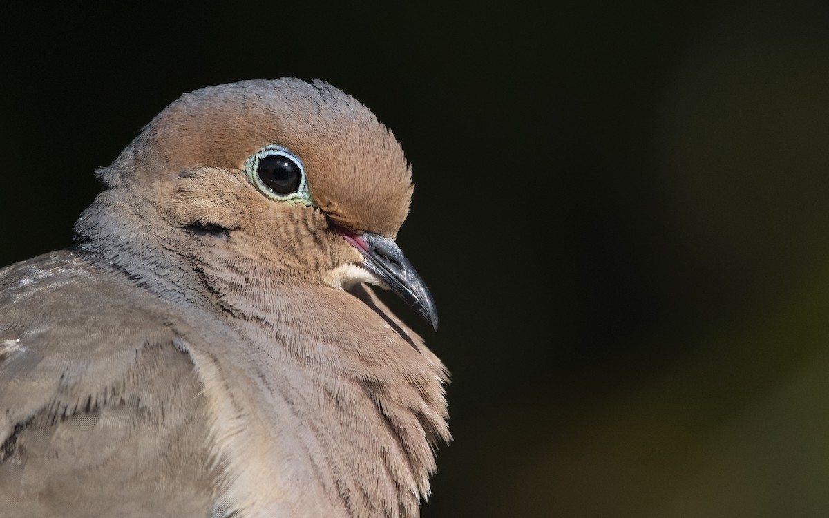 Mourning Dove - ML618019294