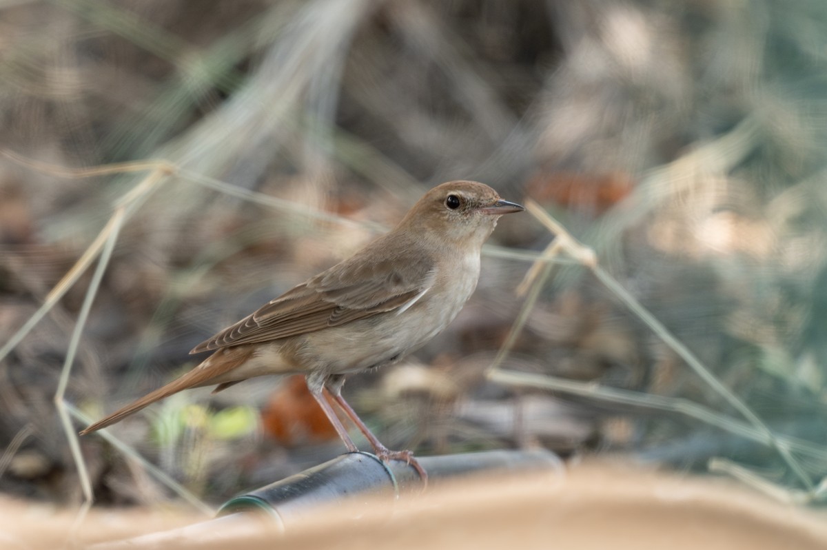 Common Nightingale (golzii) - ML618019307