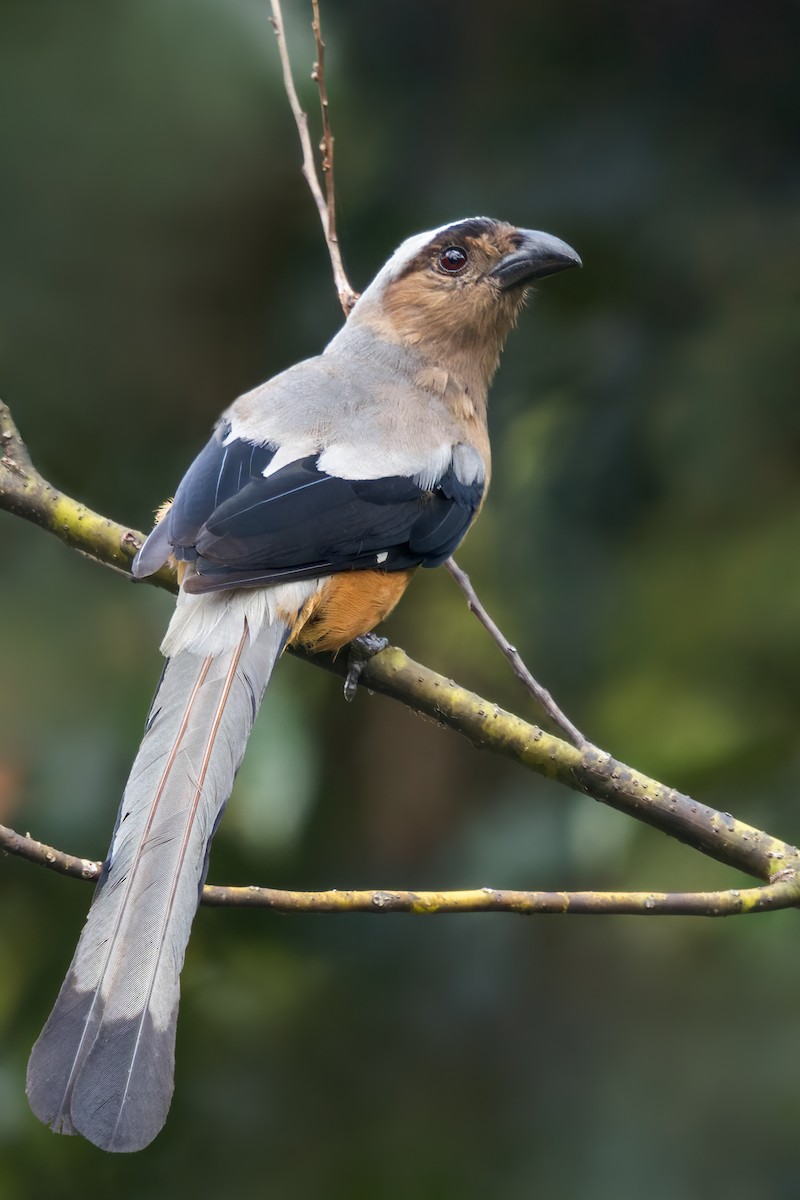 Bornean Treepie - ML618019309