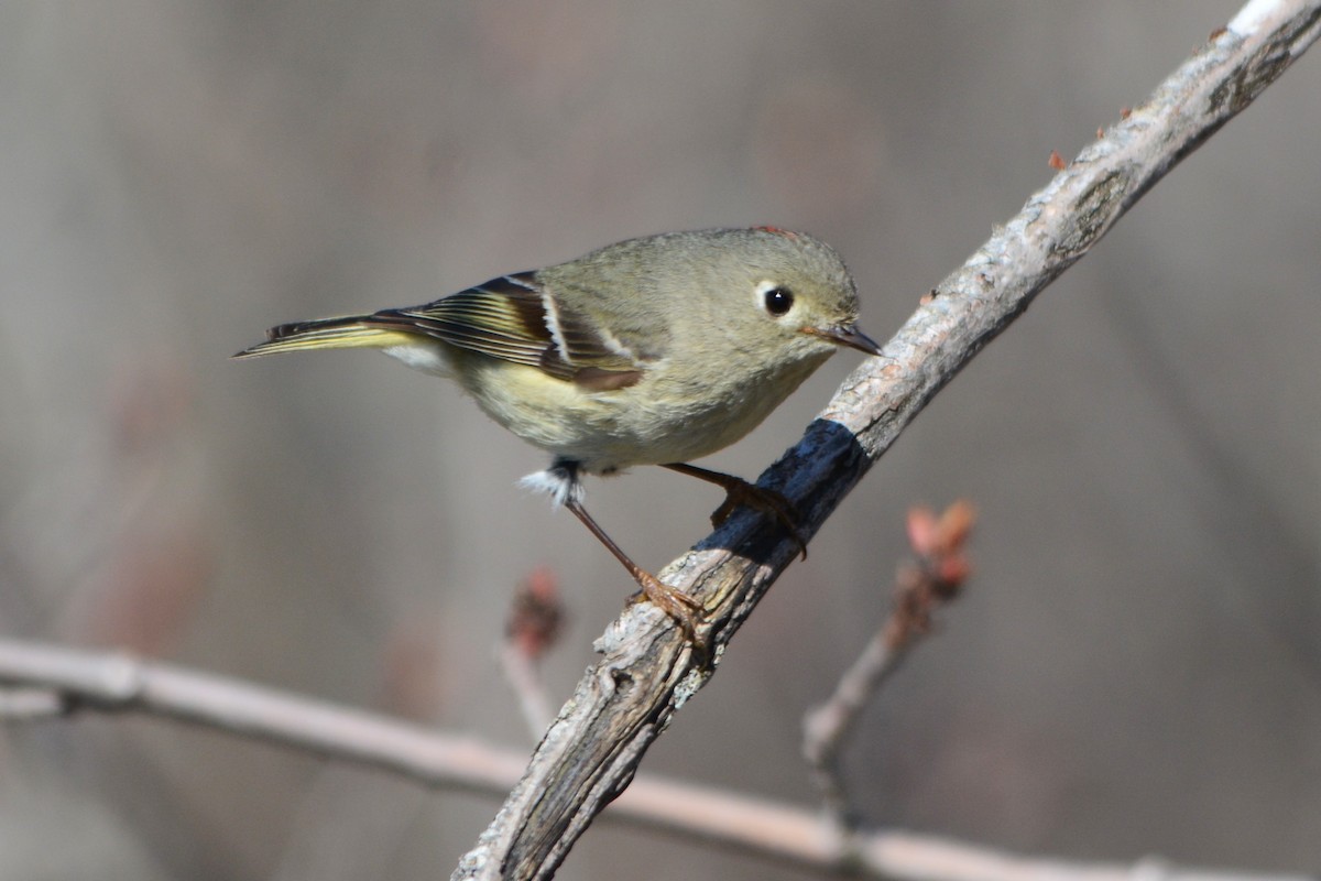 Ruby-crowned Kinglet - ML618019315
