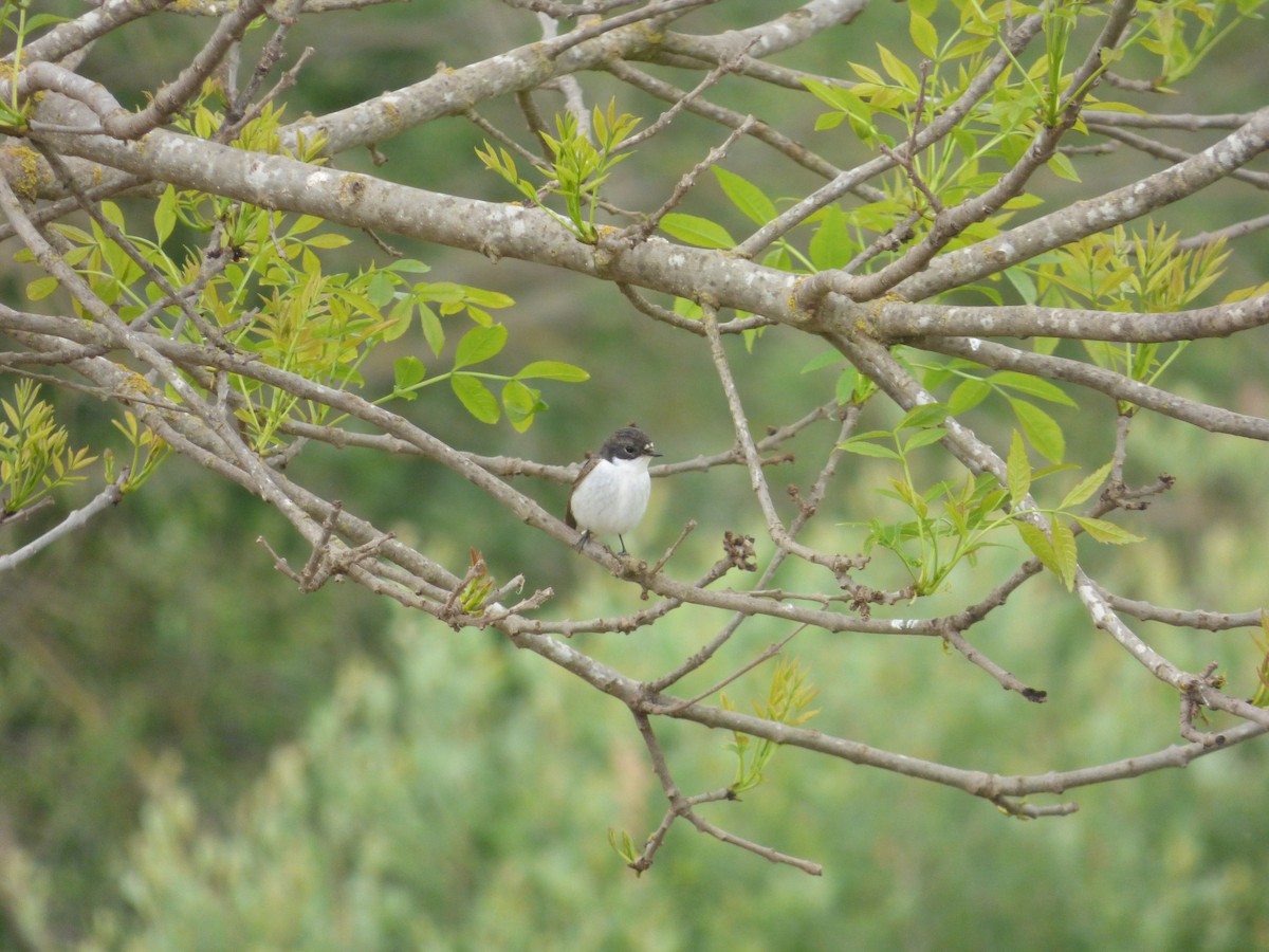 European Pied Flycatcher - ML618019336