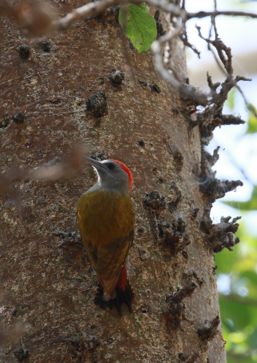 Mountain Gray Woodpecker - ML618019351