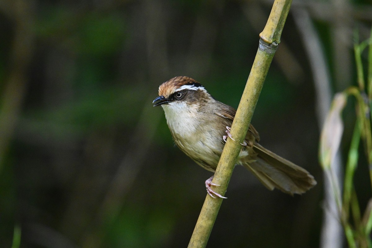 Rusty-capped Fulvetta - ML618019391