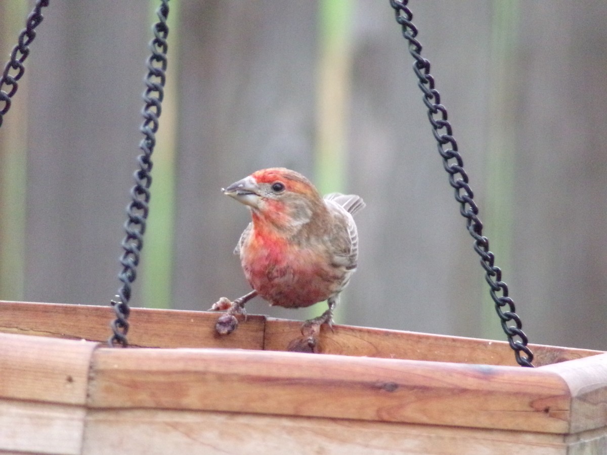 House Finch - Texas Bird Family