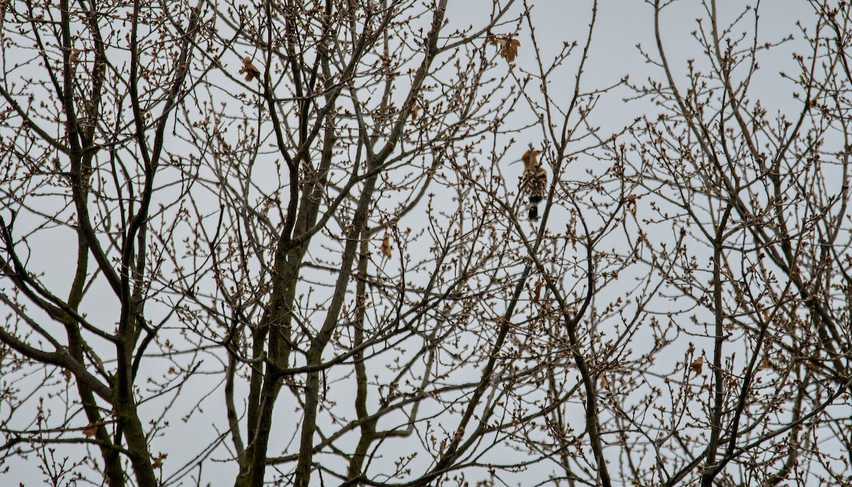 Eurasian Hoopoe - ML618019423