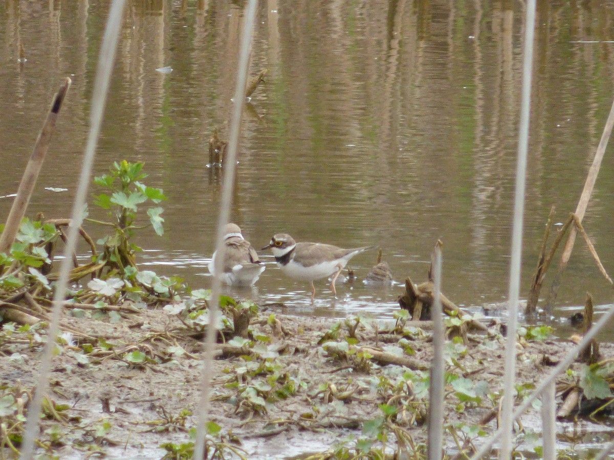 Little Ringed Plover - ML618019439