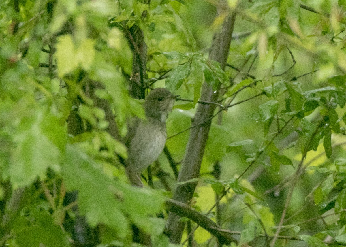 Thrush Nightingale - ML618019452