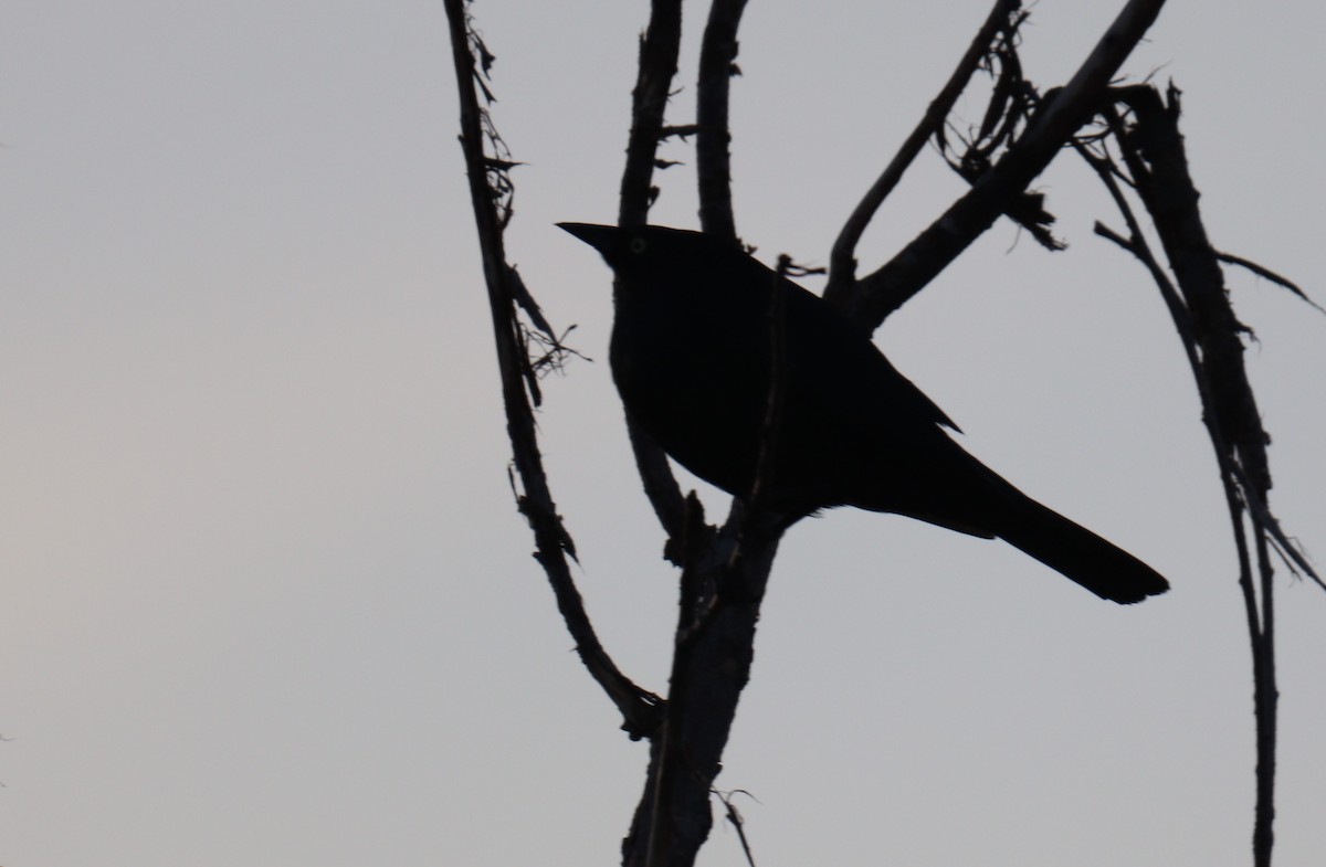 Brewer's Blackbird - BARBARA Muenchau