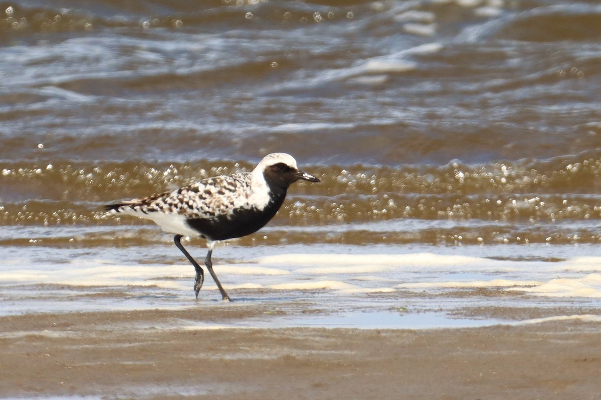 Black-bellied Plover - Pedro Miguel Pinheiro