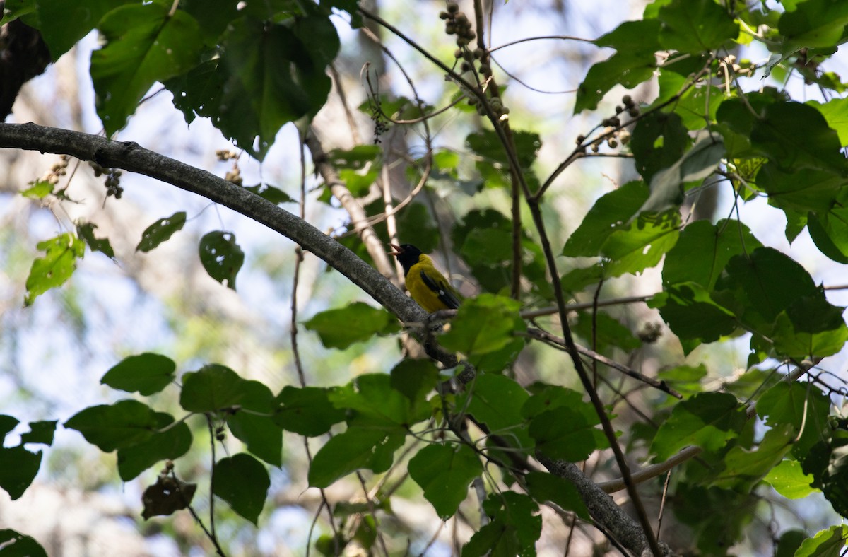 Ethiopian Black-headed Oriole - ML618019487